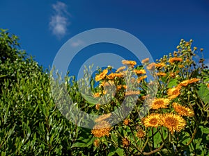 The exotic flowers of the erato vulcanica against the clear sky photo