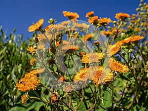 The exotic flowers of the erato vulcanica against the clear sky