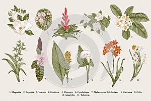 Exotic flowers set. Botanical vector vintage illustration.