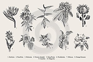 Exotic flowers set. Botanical vector vintage illustration.