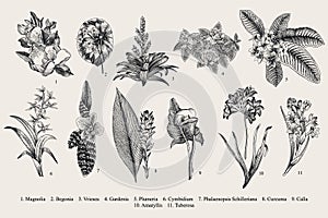 Exotic flowers set. Botanical vector vintage illustration.