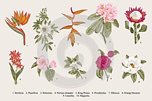 Exotic flowers set. Botanical vector vintage illustration.