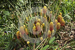 Exotic flowers of zingiber spectabile in the middle of the jungle