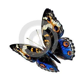 Exotic flying blue butterfly, the Blue Pansy butterfly isolated