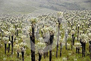 Exotic foest of the Andes