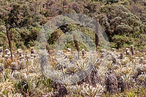 The exotic frailejon valley at the paramo of Teatinos II photo