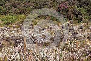 The exotic frailejon valley at the paramo of Teatinos III photo