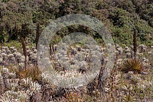 The exotic frailejon valley at the paramo of Teatinos I photo