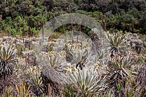 The exotic frailejon valley at the paramo of Teatinos IV photo