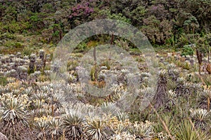 The exotic frailejon valley at the paramo of Teatinos V photo