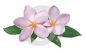 Exotic frangipani flowers with green leaves