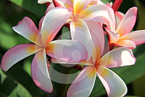 Exotic Frangipani flowers in tropical setting