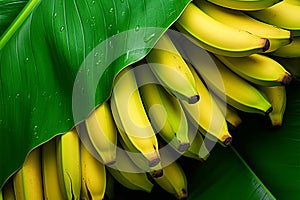 Exotic freshness Ripe bananas set against lush green banana leaves