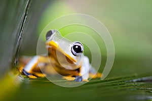 Exotic frog in indonesia, Rhacophorus reinwardtii on colorful ba