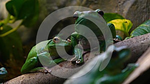 Exotic frog on tree branch with green leaves and flowers. With black rock rock background. Concept of: Nautre, Zoo, Africa, Exot