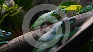 Exotic frog on tree branch with green leaves and flowers. With black rock rock background. Concept of: Nautre, Zoo, Africa, Exot