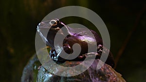 Exotic frog on tree branch with green leaves and flowers. With black rock rock background. Concept of: Nautre, Zoo, Africa, Exot