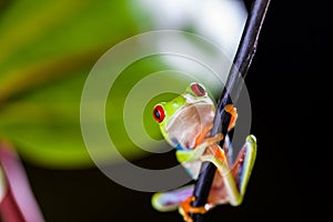 Exotic frog in tropical forest