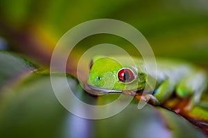 Exotic frog, vivid jungle theme