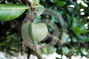 Exotic Fruit, Tropical Paradise - Pulau Tiga Island, Sabah, Borneo, Malaysia.