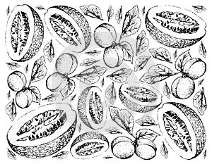 Hand Drawn Background of European Plum and Chiverre Fruits photo