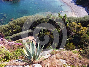 Exotic garden near roscoff in brittany.