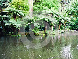 Exotic garden Parque Terra Nostra in the town of Furnas on the island of Sao Miguel in the Azores