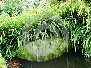 Exotic garden Parque Terra Nostra in the town of Furnas on the island of Sao Miguel in the Azores