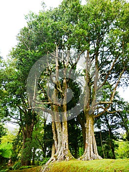 Exotic garden Parque Terra Nostra in the town of Furnas on the island of Sao Miguel in the Azores