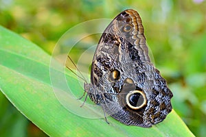 Exotic Giant Owl butterfly Caligo on leaf in tropical rainforest