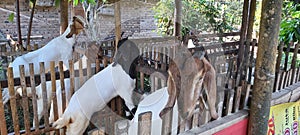 Exotic goat in Kebun Agung Pulung East Java