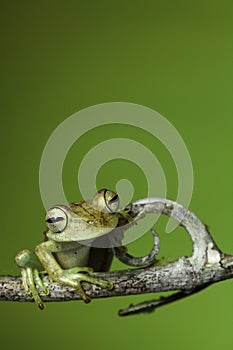 Exotic golden tropical tree frog amazon amphibian photo