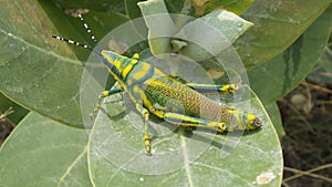 Exotic Grasshopper Beauty full wildlife