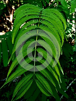 the exotic green blanko leaf, the object of the photo was taken in the village of Sugihan, Ponorogo at 05.47 WIB a.m