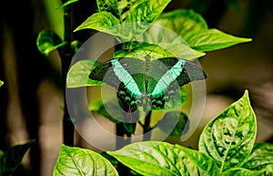exotic green butterfly sitting on a green leaf. Fascinating colors. Beautiful creature