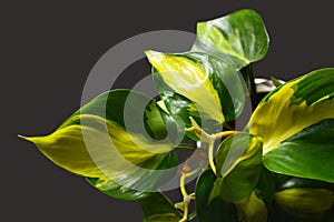 Exotic green Philodendron Scandens Brasil creeper plant with yellow stripes on dark background photo