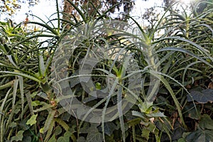 Exotic Green Plants at the Buenos Aires Botanical Garden in the Palermo Neighborhood