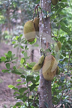 Exotic green rough copper fruits