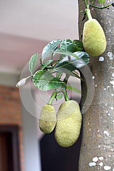 Exotic green rough copper fruits of Indian breadfruit