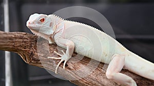 Exotic green and white lizard iguana in zoo as human pet friend with natural background. Animal and reptile concept