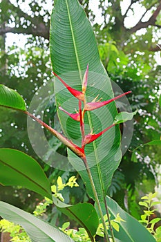 Exotic Heliconia flower