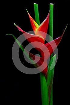 Exotic heliconia flower with black background photo