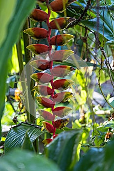 Exotic Heliconia Flower in the jungle of Bali