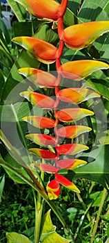 Exotic Heliconia rostrata or Lobster-claws flowers