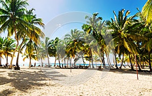 Exotic high palm trees on a wild beach against the azure waters of the Caribbean Sea, Dominican Republic