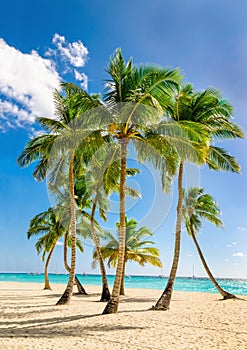 Exotic high palm trees, wild beach azure waters, Caribbean Sea, Dominican