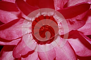 Exotic Hot Pink Water Lily flower Macro.