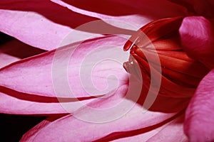 Exotic Hot Pink Water Lily flower Macro.