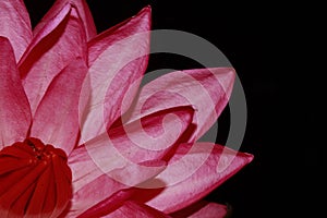 Exotic Hot Pink Water Lily flower Macro.