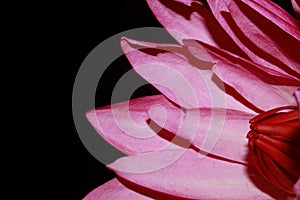 Exotic Hot Pink Water Lily flower Macro.